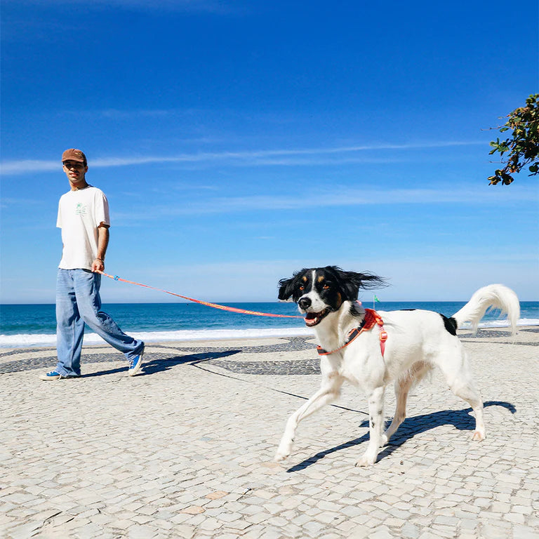 Long Leash 2.0